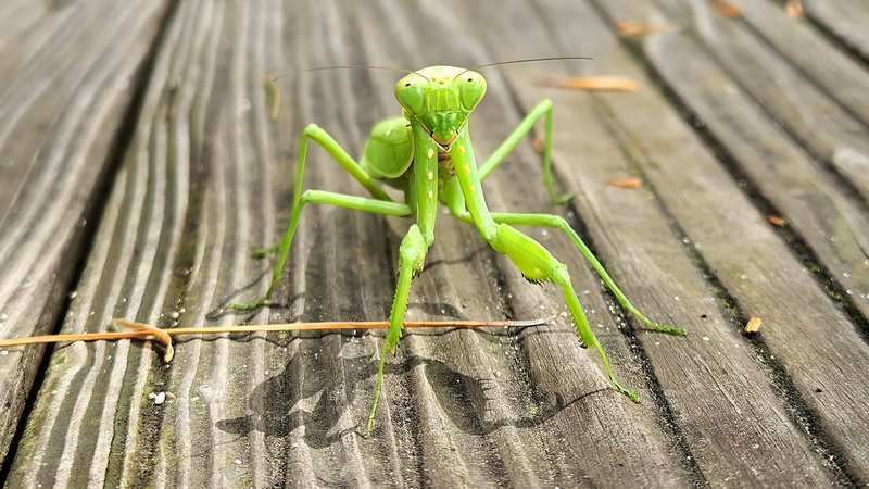 20250926 122733 넓적배사마귀 (Hierodula patellifera).jpg