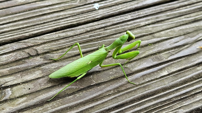 20250926 122524 넓적배사마귀 (Hierodula patellifera).jpg