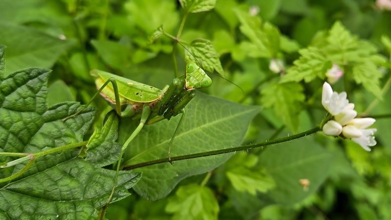 20250926 123314 넓적배사마귀 (Hierodula patellifera).jpg