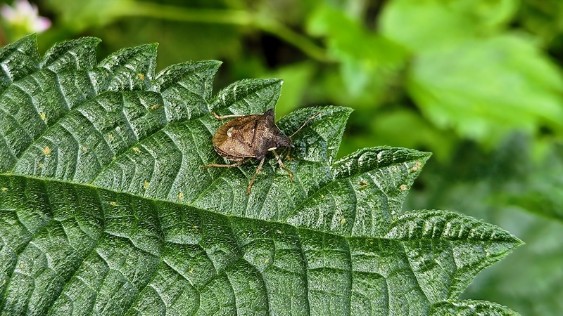 20250926 123407 가시노린재 (Carbula putoni).jpg