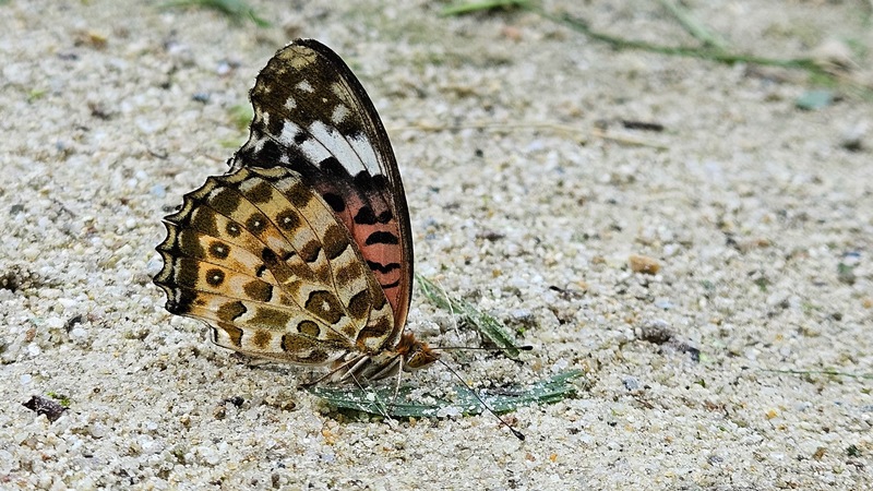 20250927 113640 암끝검은표범나비 (Argyreus hyperbius).jpg