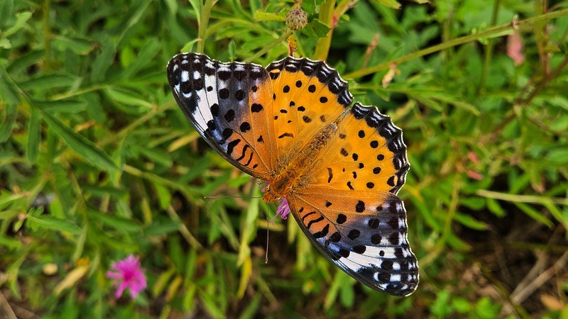 20250927 132443 암끝검은표범나비 (Argyreus hyperbius).jpg