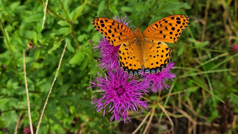 20250927 132652 암끝검은표범나비 (Argyreus hyperbius).jpg