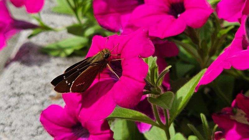 20250929 105503 줄점팔랑나비 (Parnara guttata).jpg