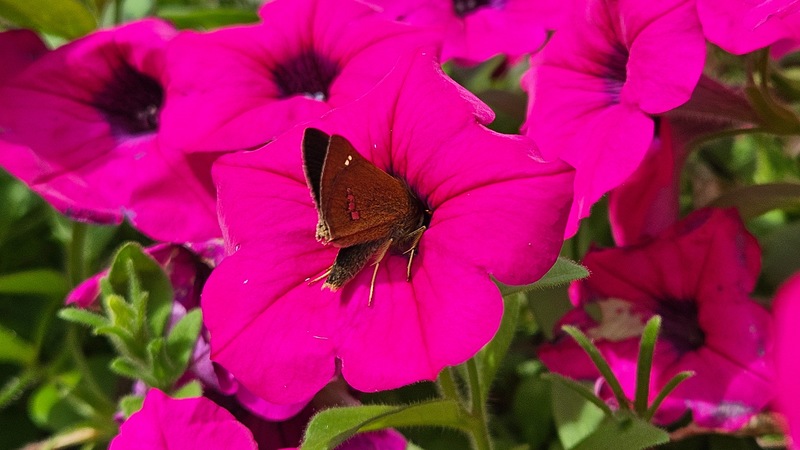 20250929 105529 줄점팔랑나비 (Parnara guttata).jpg