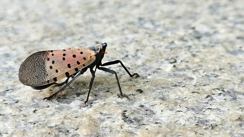 20250929 110929 꽃매미 (Lycorma delicatula).jpg