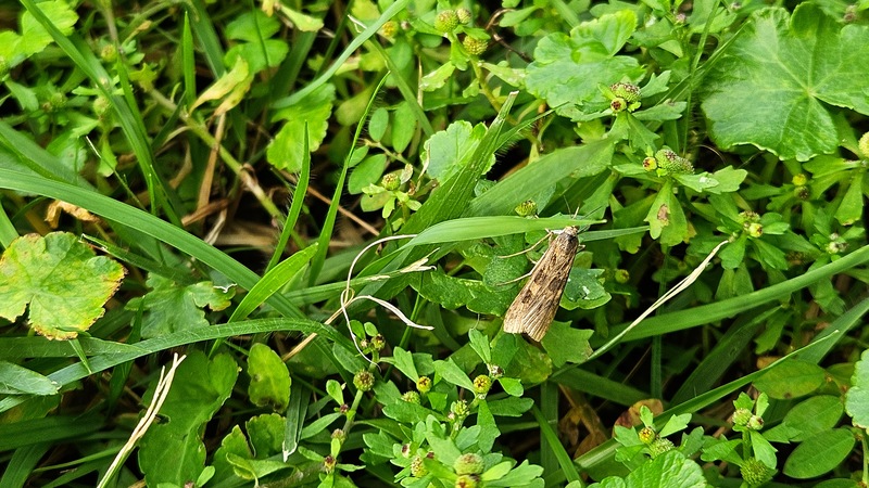 20250929 171139 등심무늬들명나방 (Nomophila noctuella).jpg