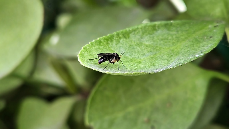 20250930 115710 민날개버섯파리 (Monoclona braueri).jpg