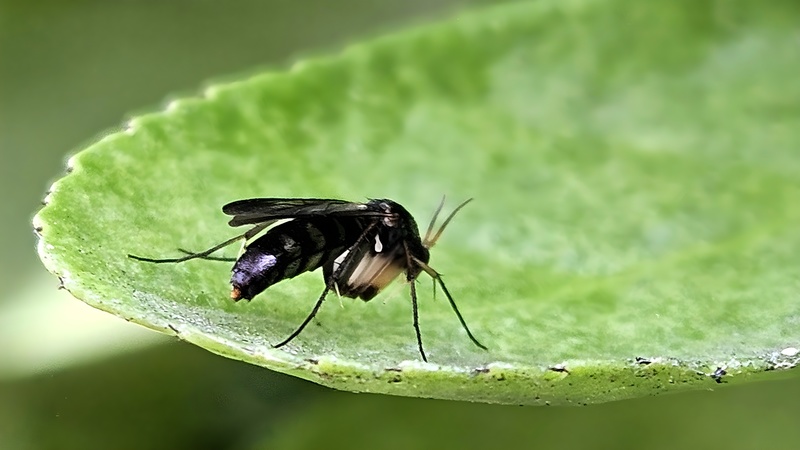 20250930 115714 cropped 민날개버섯파리 (Monoclona braueri).jpg