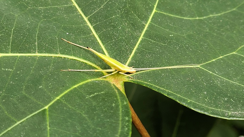 20250930 121012 긴꼬리 (Oecanthus longicauda).jpg