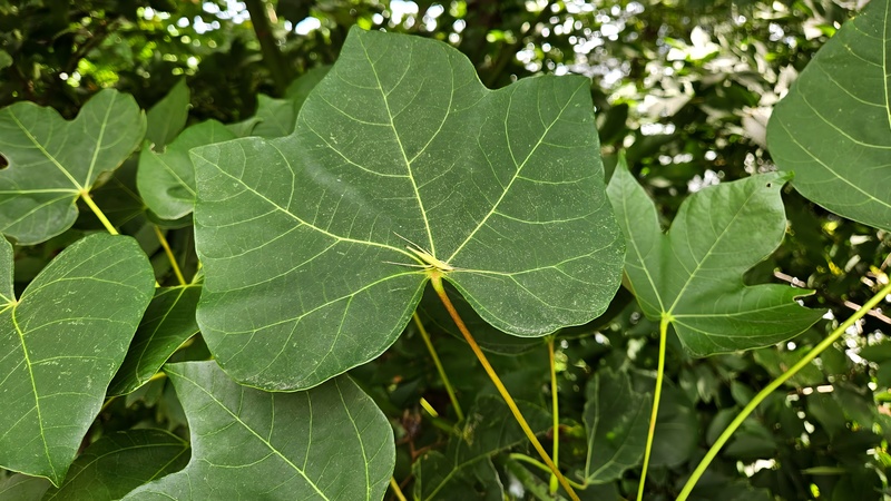 20250930 121322 긴꼬리 (Oecanthus longicauda).jpg