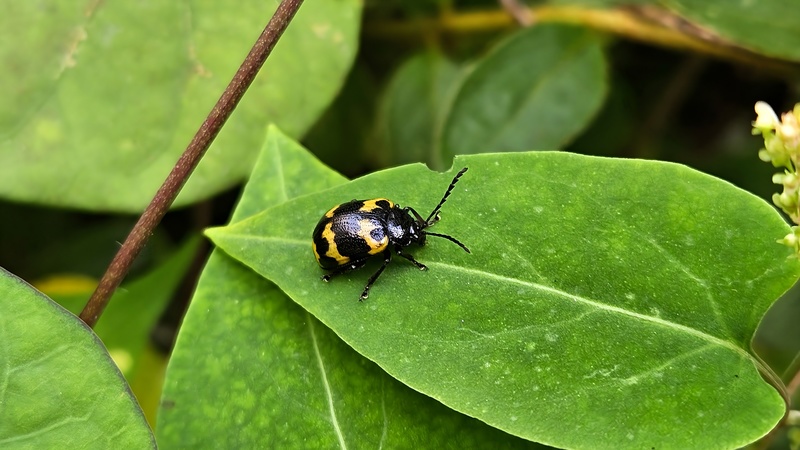 20250930 122825 상아잎벌레 Gallerucida bifasciata.jpg