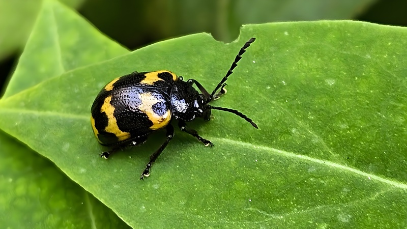 20250930 122825 cropped 상아잎벌레 Gallerucida bifasciata.jpg