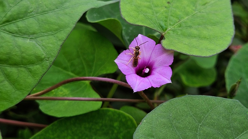 20250930 122829 구리꼬마꽃벌 (Seladonia aeraria).jpg