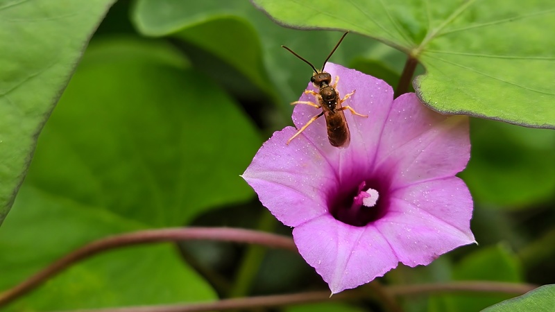 20250930 122835 구리꼬마꽃벌 (Seladonia aeraria).jpg