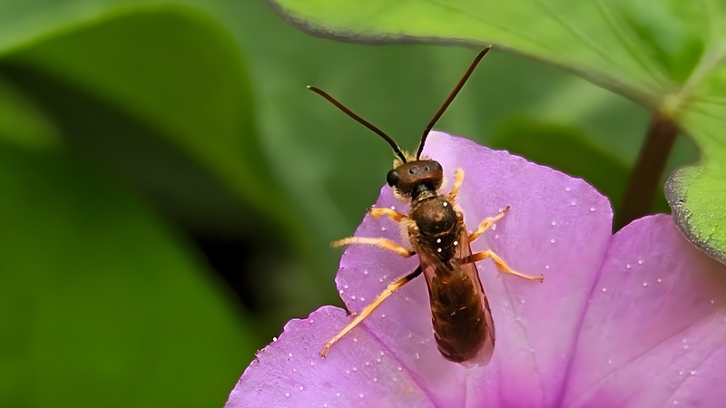 20250930 122835 cropped 구리꼬마꽃벌 (Seladonia aeraria).jpg