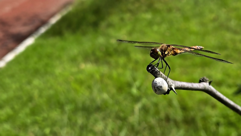 20250930 124215 고추좀잠자리 (Sympetrum frequens).jpg