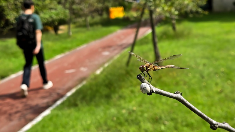 20250930 124208 고추좀잠자리 (Sympetrum frequens).jpg