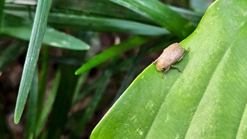 20250930 154121 주둥무늬차색풍뎅이 (Adoretus tenuimaculatus).jpg
