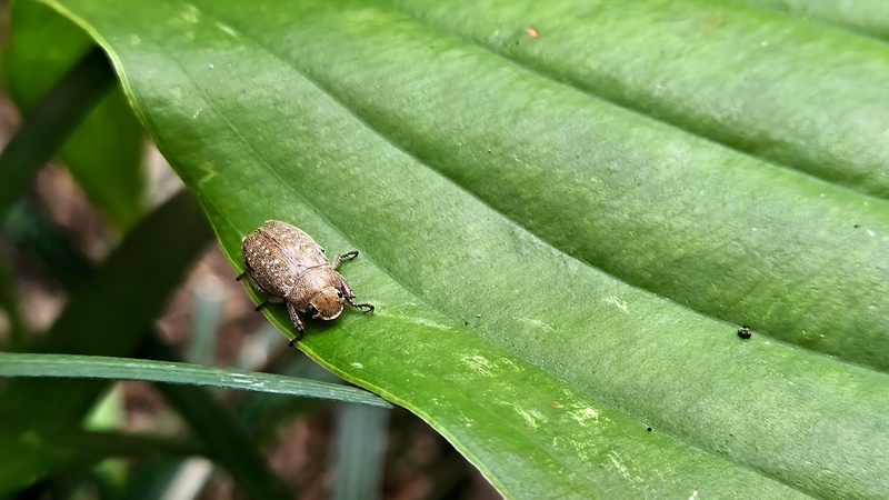 20250930 154141 주둥무늬차색풍뎅이 (Adoretus tenuimaculatus).jpg