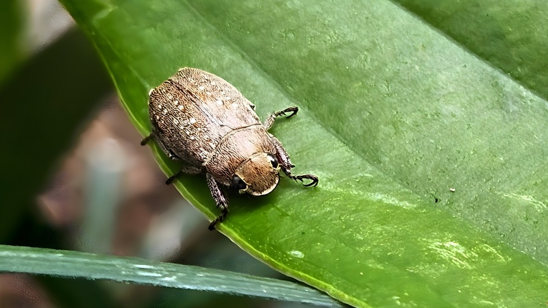 20250930 154141 cropped 주둥무늬차색풍뎅이 (Adoretus tenuimaculatus).jpg