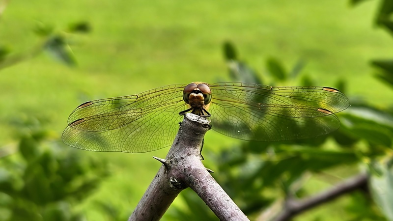 20250930 161217 고추좀잠자리 (Sympetrum frequens).jpg