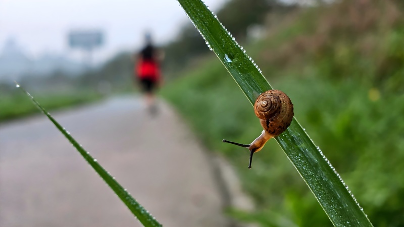 20251001 063436 명주달팽이 (Acusta despecta).jpg