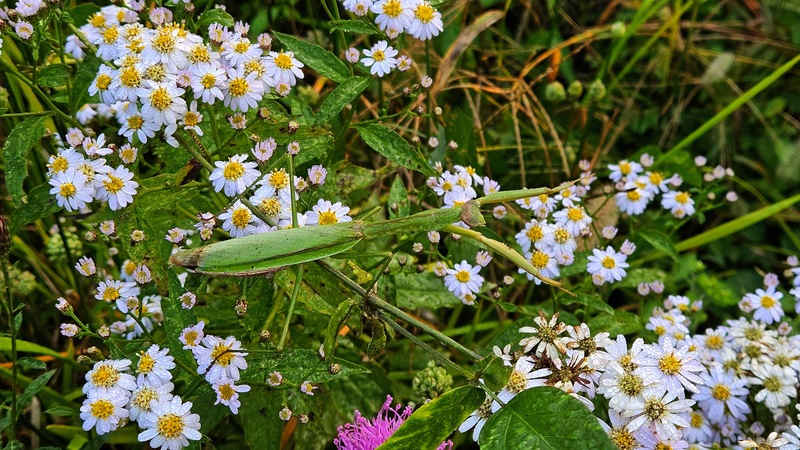 20251001 070505 왕사마귀 (Tenodera sinensis).jpg