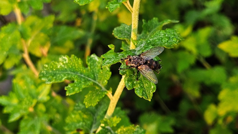 20251001 070947 큰검정파리 (Calliphora lata).jpg
