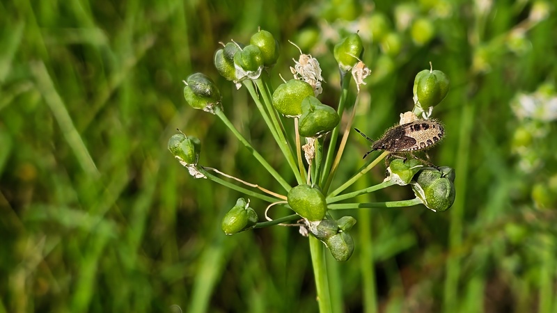20251001 104359 알락수염노린재 (Dolycoris baccarum).jpg