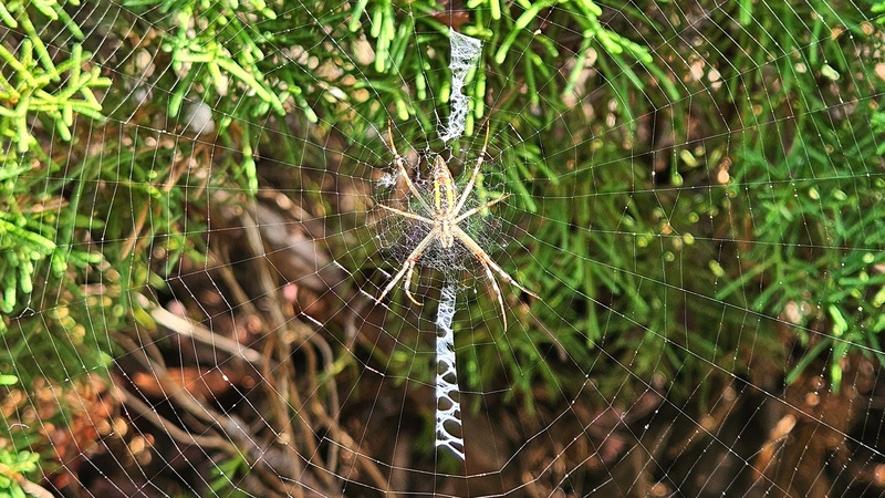 20251002 120722 긴호랑거미 Argiope bruennichi.jpg