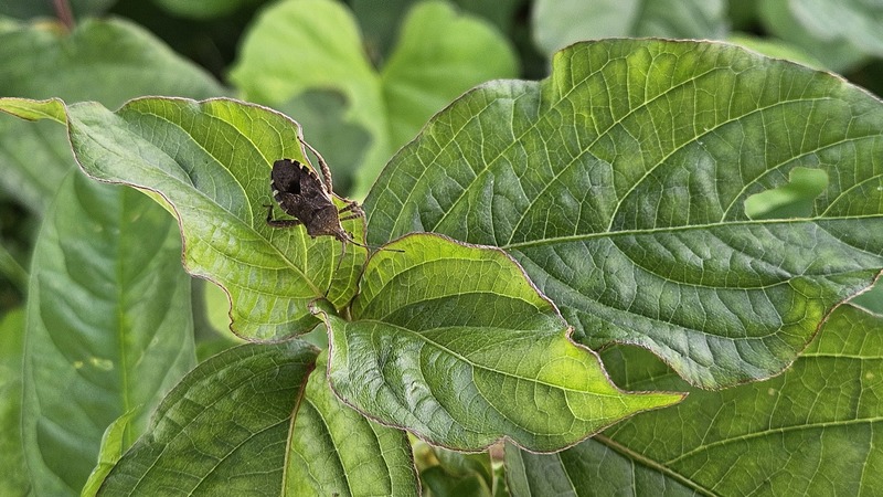 20251002 121353 꽈리허리노린재 (Acanthocoris sordidus).jpg