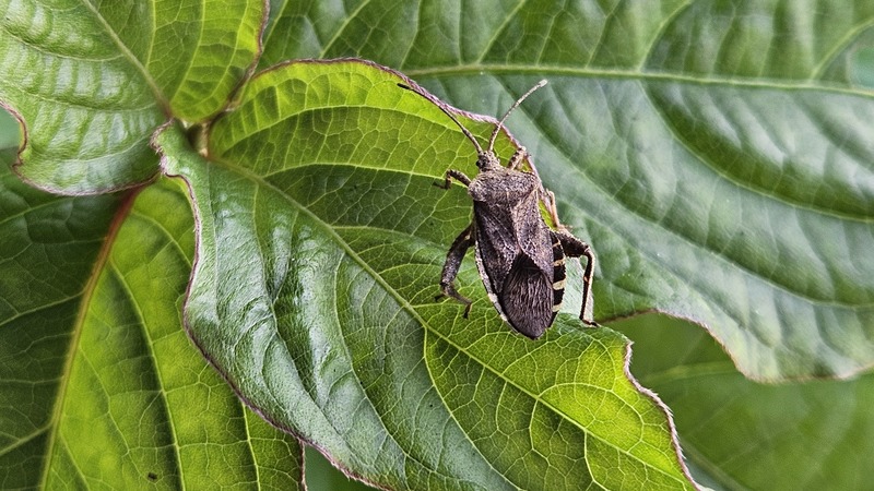 20251002 121454 꽈리허리노린재 (Acanthocoris sordidus).jpg