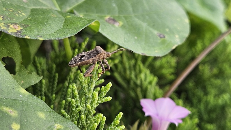 20251002 121726 꽈리허리노린재 (Acanthocoris sordidus).jpg