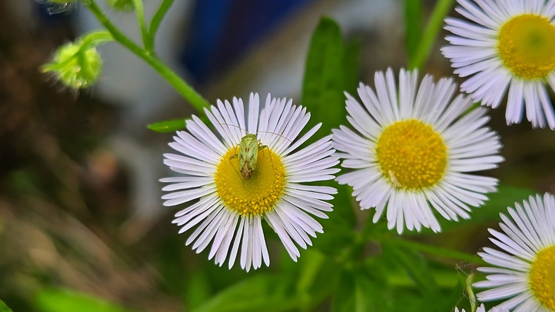 20251002 130244 밝은색장님노린재 (Taylorilygus apicalis).jpg