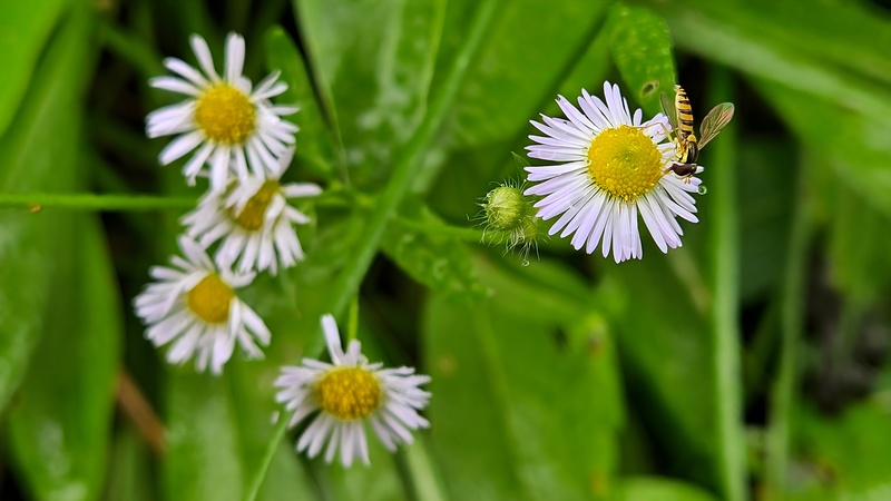 20251004 121607 꼬마꽃등에 (Sphaerophoria scripta).jpg
