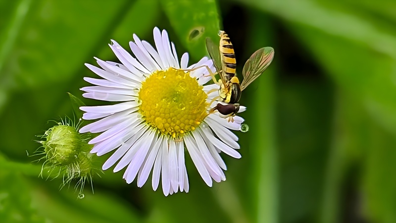 20251004 121607 cropped 꼬마꽃등에 (Sphaerophoria scripta).jpg