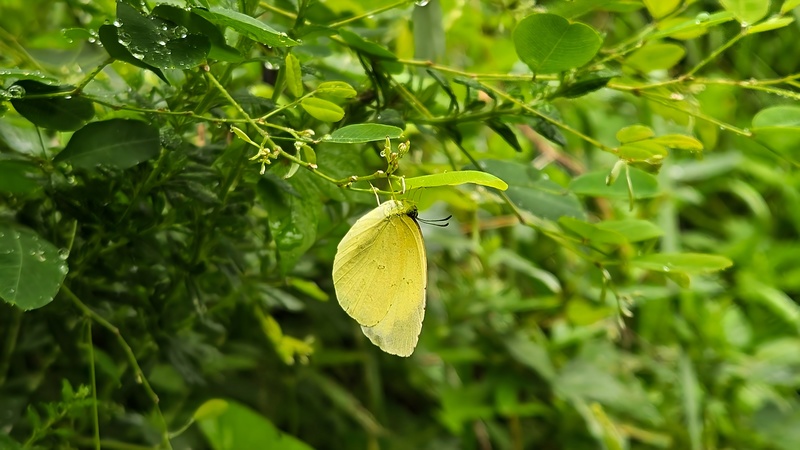 20251004 121957 남방노랑나비 (Eurema hecabe).jpg