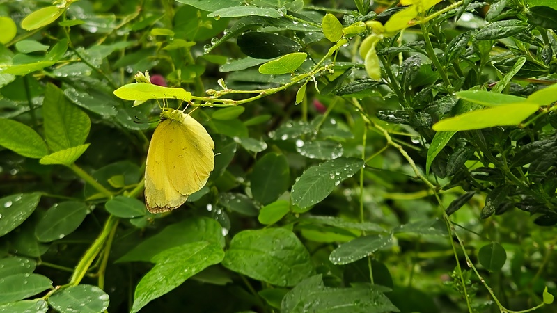 20251004 122027 남방노랑나비 (Eurema hecabe).jpg