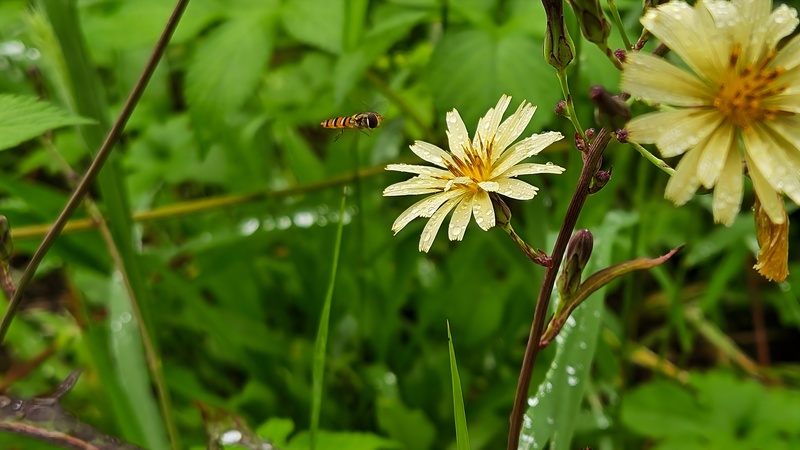 20251004 122532 호리꽃등에 Episyrphus balteatus.jpg