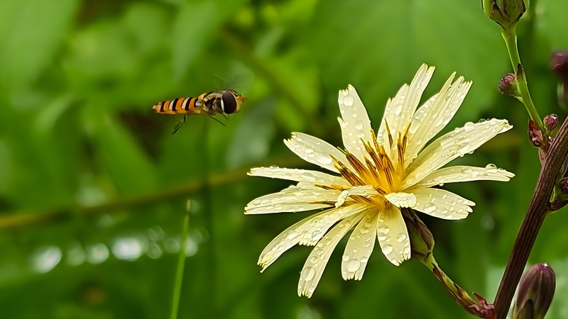20251004 122532 호리꽃등에 Episyrphus balteatus.jpg