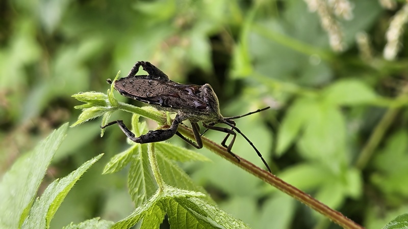 20251004 122741 장수허리노린재 (Anoplocnemis dallasi).jpg