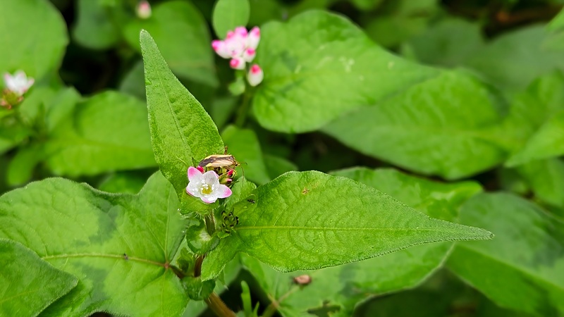 20251004 123020 변색장님노린재 (Adelphocoris suturalis).jpg