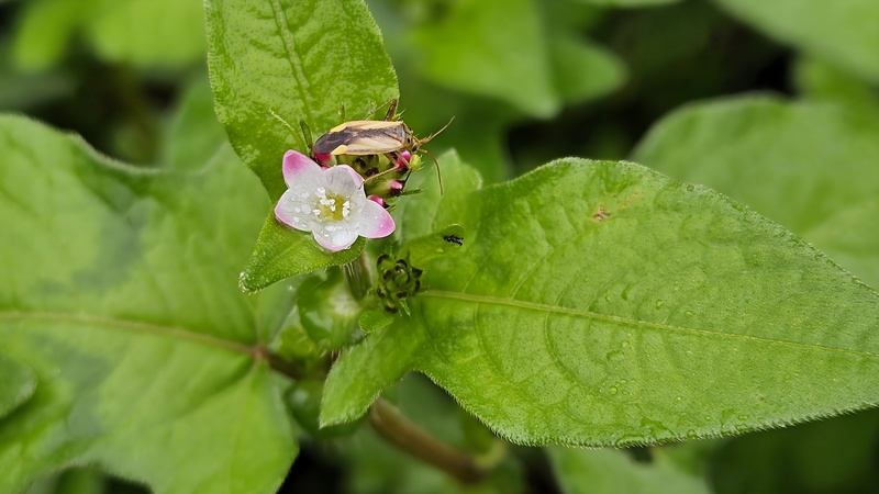 20251004 123052 변색장님노린재 (Adelphocoris suturalis).jpg