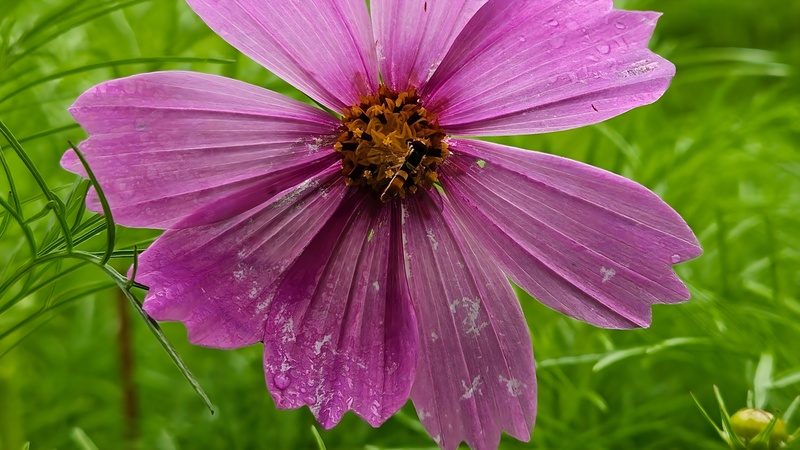 20251004 123632 꼬마꽃등에 (Sphaerophoria scripta).jpg