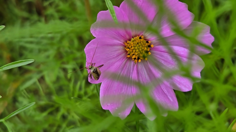 20251004 123954 변색장님노린재 (Adelphocoris suturalis).jpg
