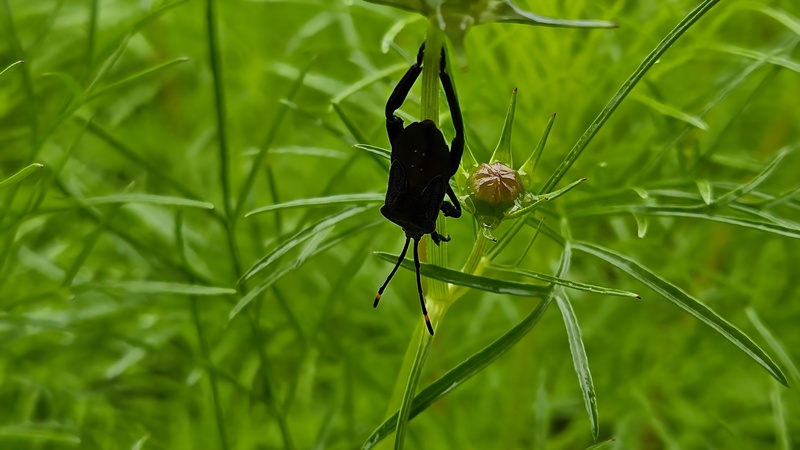 20251004 124347 장수허리노린재(Anoplocnemis dallasi.jpg