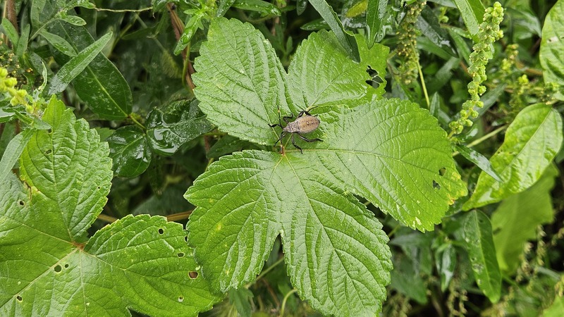 20251004 125208 장수허리노린재 (Anoplocnemis dallasi).jpg