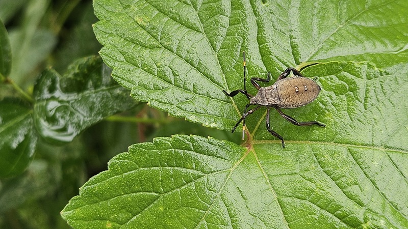 20251004 125220 장수허리노린재 (Anoplocnemis dallasi).jpg