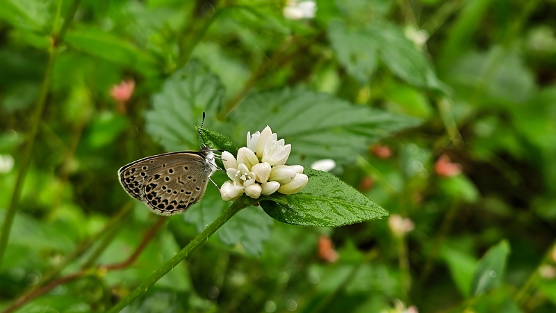 20251004 130059 남방부전나비 (Pseudozizeeria maha).jpg